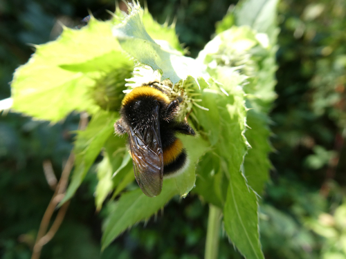 Dunkle Erdhummel