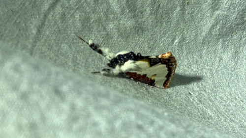 Pearly Wood-nymph