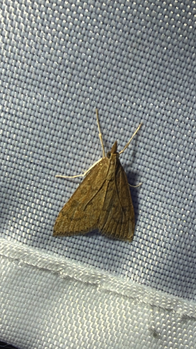 Celery Leaftier Moth