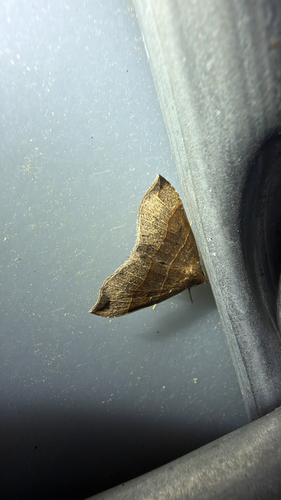 Maple Looper Moth