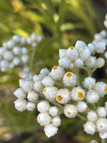 iNaturalist observation photo of California cudweed