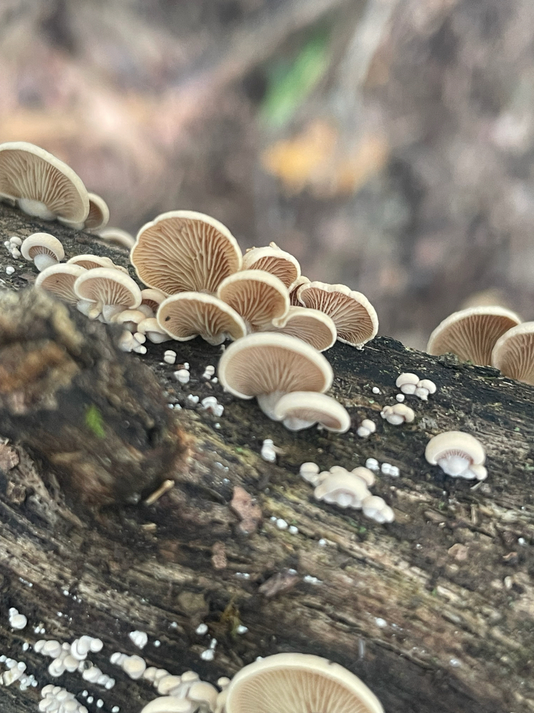 Luminescent Panellus · August 2026 · photo: Photo: no rights reserved · iNaturalist