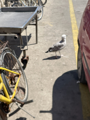 Yellow-legged Gull