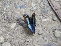 Archaeoprepona demophoon