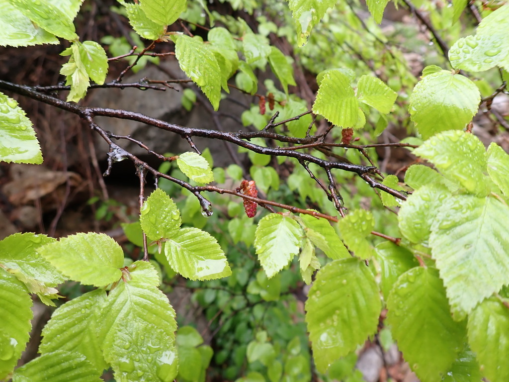 Hazel-Hornbeams
