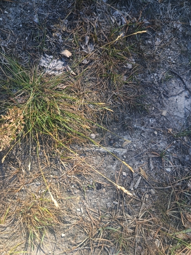 Danthonia decumbens, photograph 6