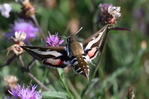 Bedstraw Hawkmoth
