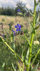 Anchusa
