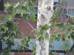 Platanus