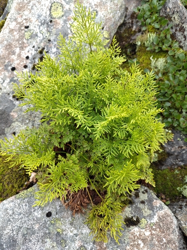 parsley fern