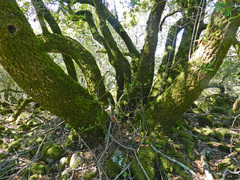 Umbellularia californica