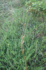 Himantoglossum caprinum