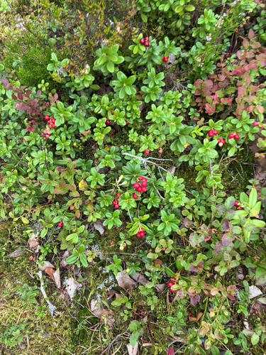 Lingonberry