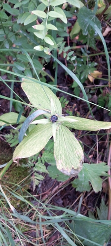 Herb Paris