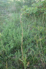 Himantoglossum caprinum