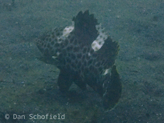 Epinephelus maculatus