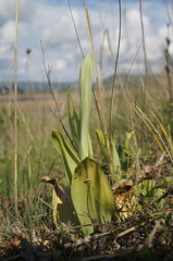 Himantoglossum caprinum