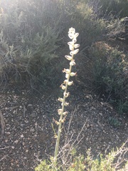 Caulanthus crassicaulis