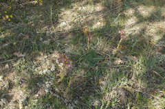 Himantoglossum comperianum