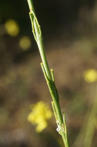 Hirschfeldia incana iNat (2)