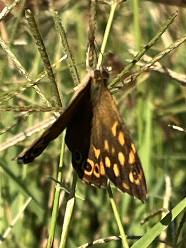 Speckled Wood