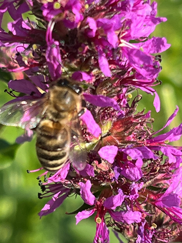 Western Honey Bee