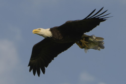 Bald Eagle photographed in Texas
