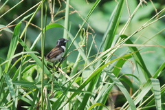 Spermestes fringilloides