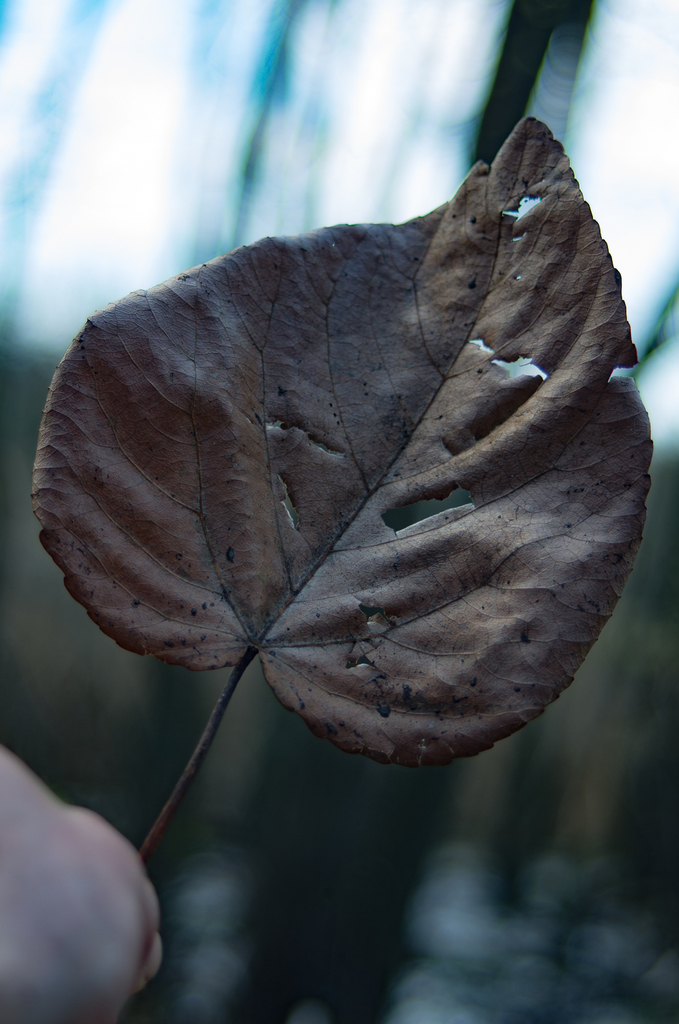 Swamp Cottonwood in April 2017 by Erik Danielsen. One of the only known