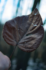 Populus heterophylla