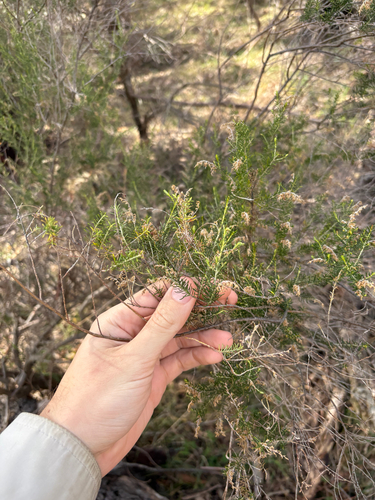 Sifton Bush