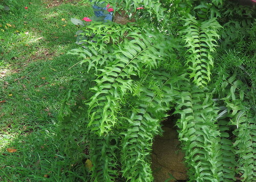 Nephrolepis falcata observed 2026-08-16