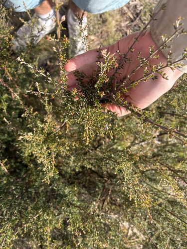 Oxylobium oxylobioides, 2026-08-15