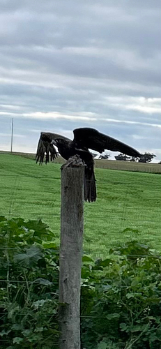 Black Falcon