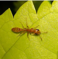 Pseudomyrmex