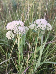 Hylotelephium pallescens