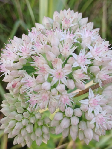Hylotelephium pallescens, photograph 2