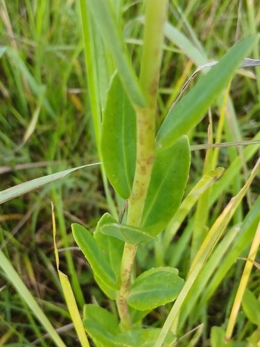 Hylotelephium pallescens, photograph 3