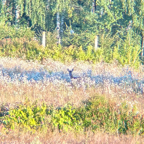 Western Roe Deer