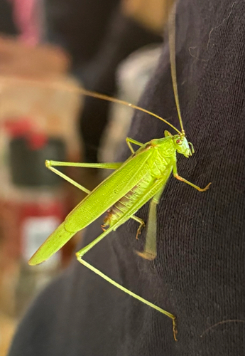 Sickle-bearing Bush-cricket