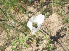 Papaver maculosum