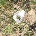 Papaver maculosum - Photo (c) romanvrbicek, some rights reserved (CC BY-NC), uploaded by romanvrbicek
