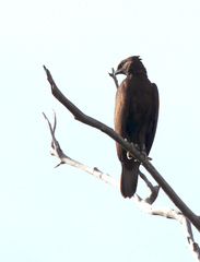 Nisaetus cirrhatus limnaeetus