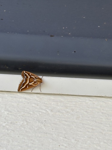 Brown Pine Looper Moth