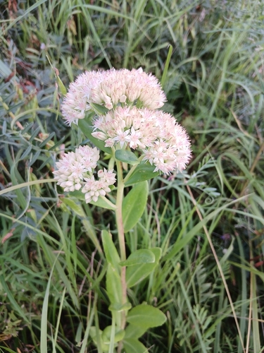 Hylotelephium pallescens (Hylotelephium pallescens)