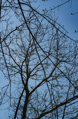 Populus heterophylla