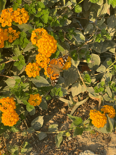 Painted Lady