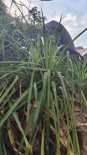 Bromelia antiacantha, photograph 4