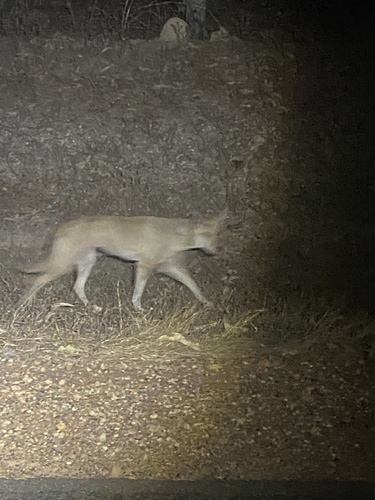 Dingo