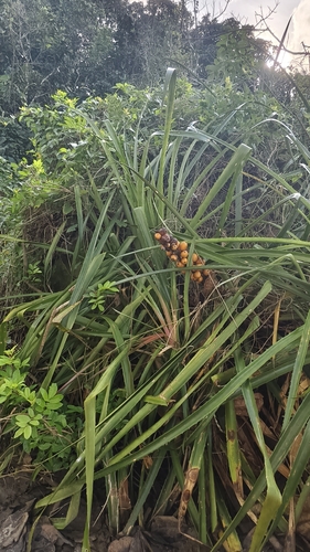 Bromelia antiacantha, photograph 5